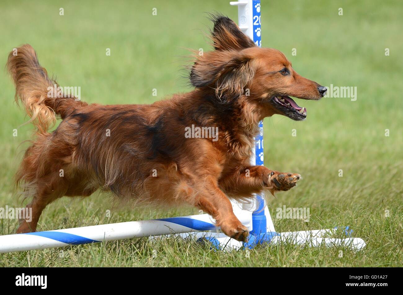 Largo PELAJE Teckel miniatura salta en una prueba de la agilidad del perro Foto de stock
