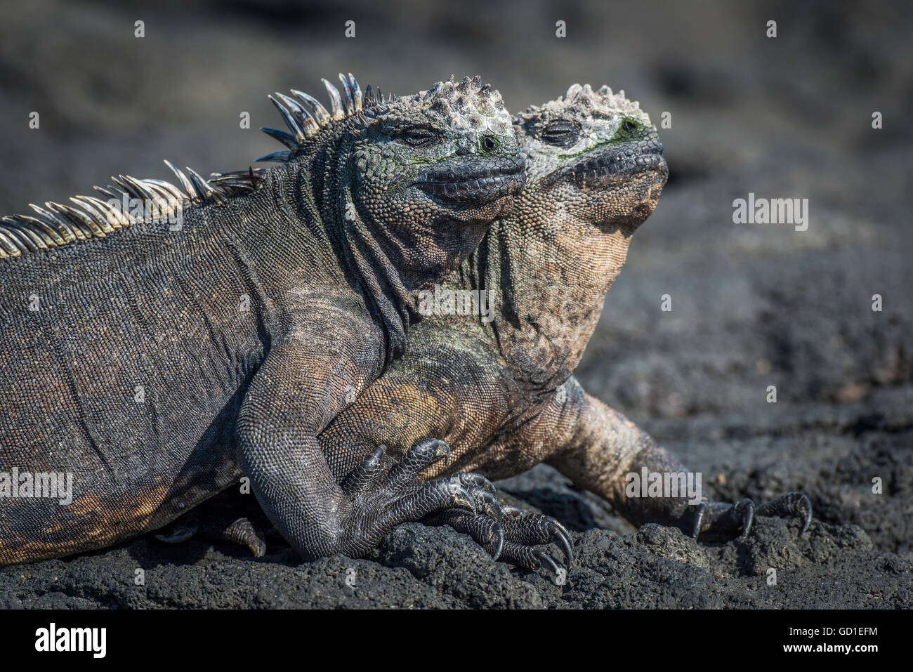 Three Iguanas Fotos E Imagenes De Stock Pagina 2 Alamy