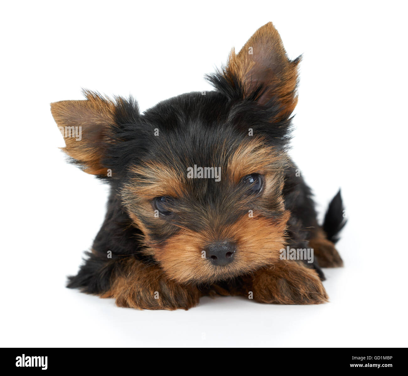 Un pequeño y lindo cachorro de Yorkshire Terrier aislado en blanco Foto de stock