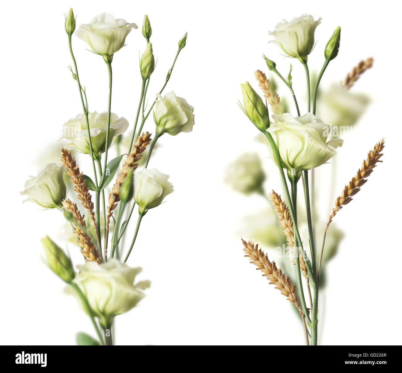 Dos ramos de flores blancas y con efecto blurr weat. Imagen sobre fondo blanco. Foto de stock