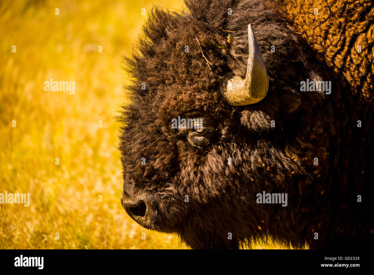 Retrato de un American Buffalo, Buffalo Round Up, Custer State Park, Black Hills, Dakota del Sur, Estados Unidos de América Foto de stock