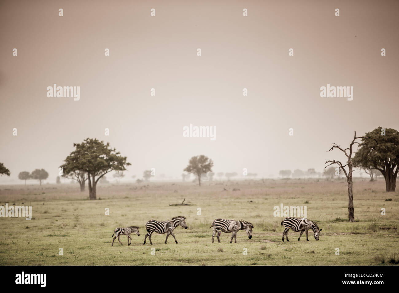 Cebras en safari, Mizumi Safari Park, Tanzania, África oriental, África Foto de stock