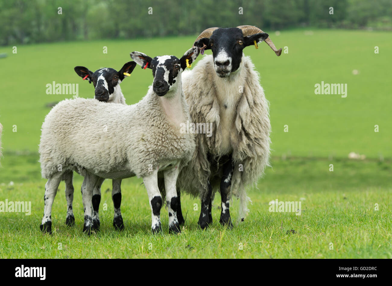 Hexham tipo Blackface oveja con camas de corderos en pie. Northumberland, Reino Unido. Foto de stock