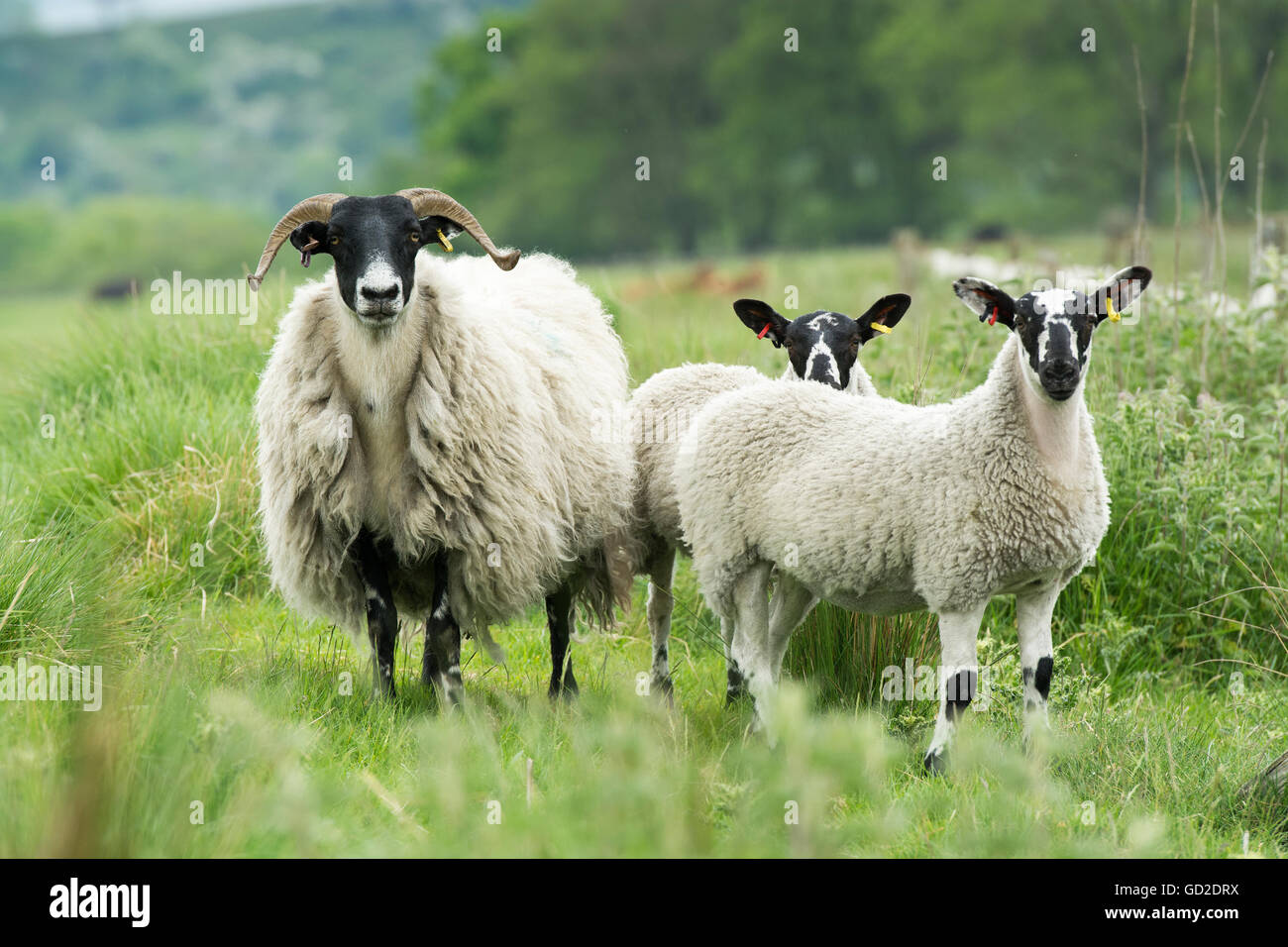 Hexham tipo Blackface oveja con camas de corderos en pie. Northumberland, Reino Unido. Foto de stock