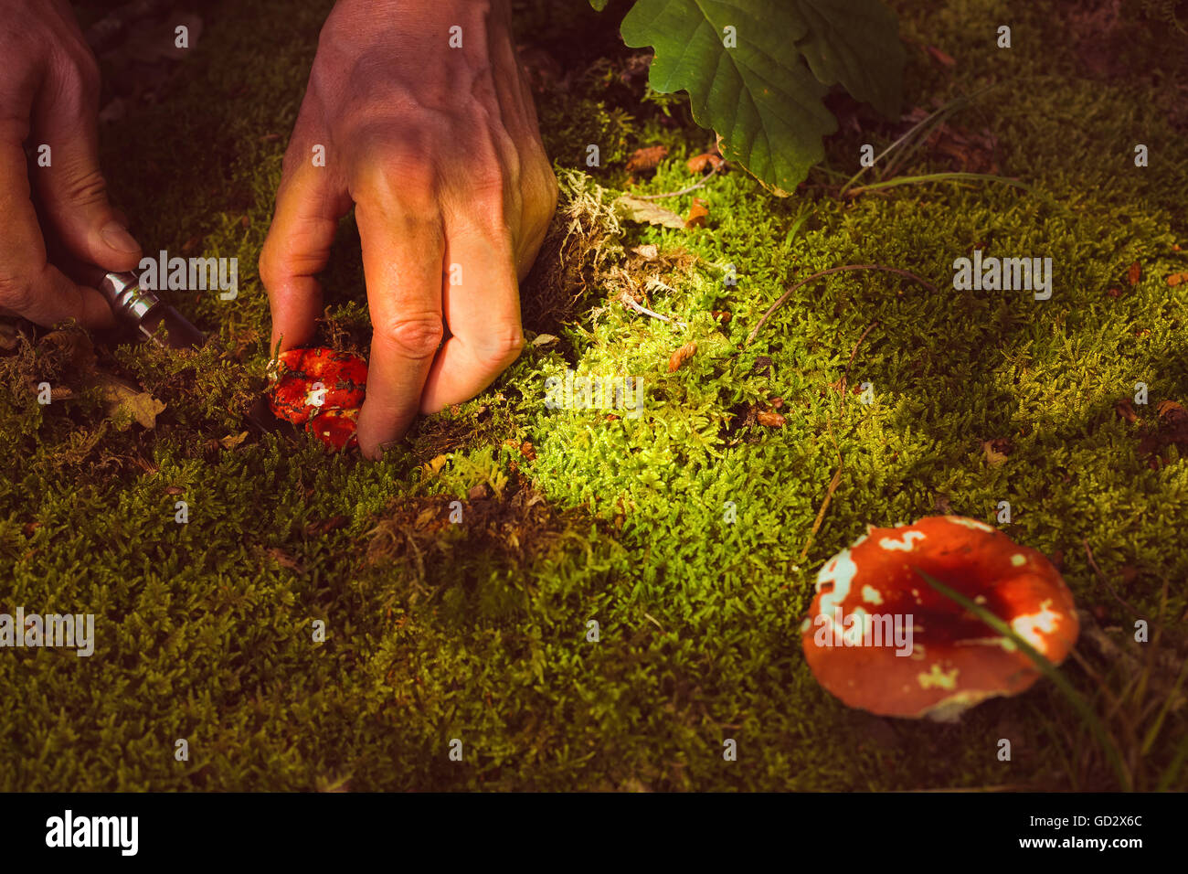 Cerca de manos de un hombre cuting una seta en el bosque Foto de stock