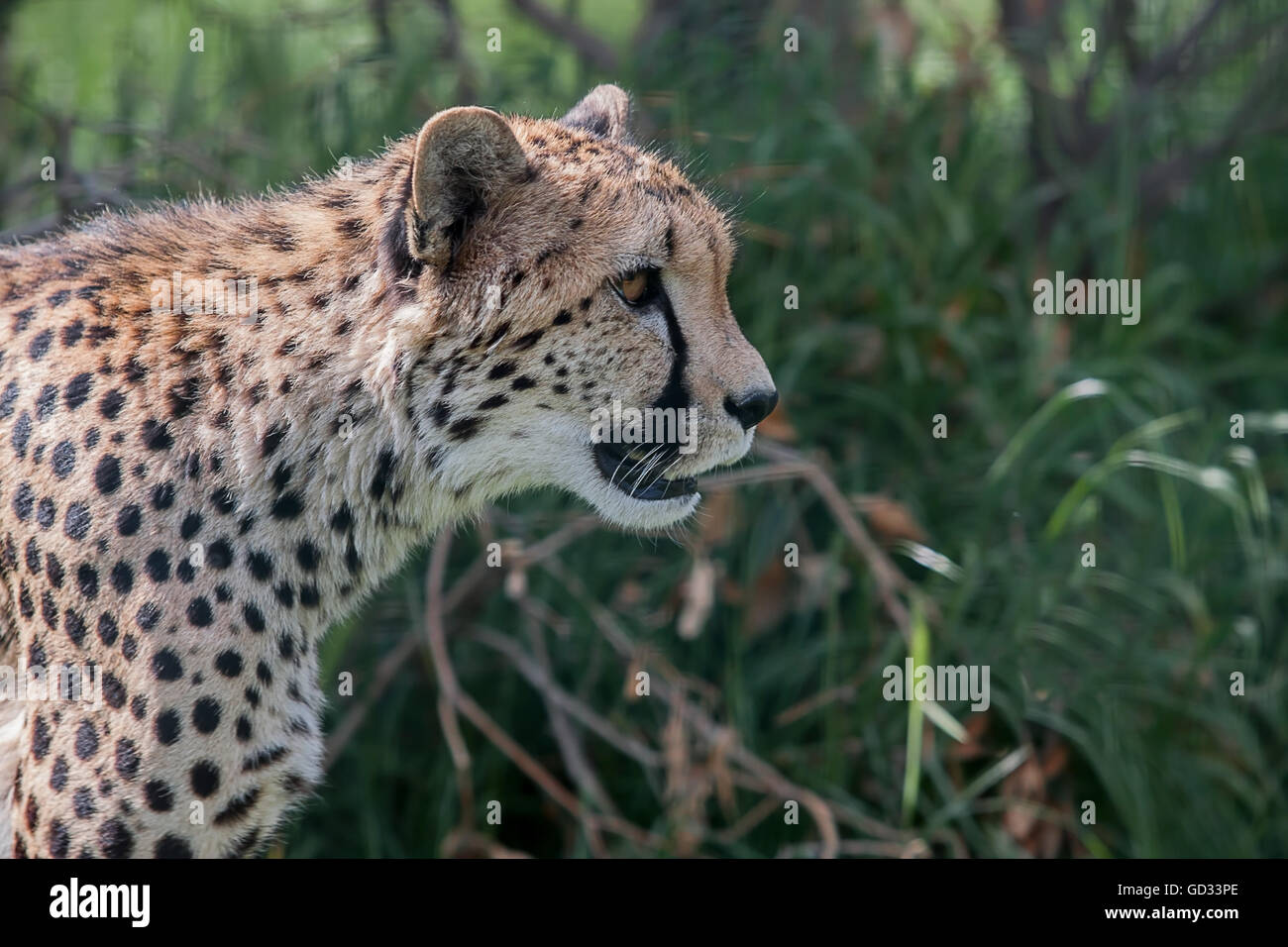 Foto retrato de una alerta Cheetah Foto de stock