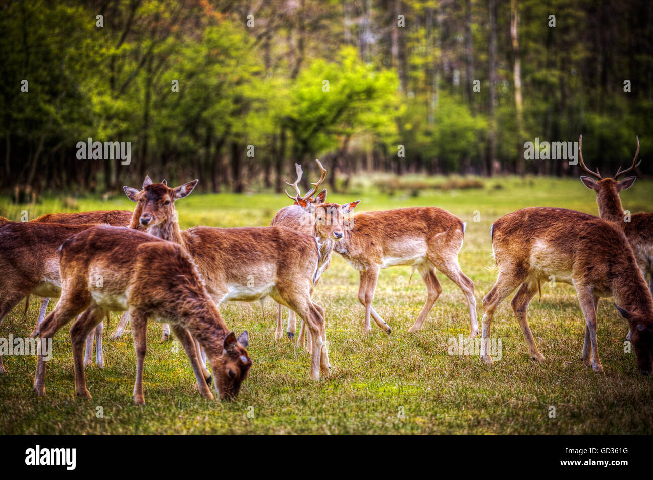 Grupo celo el ciervo rojo en el Veluwe, Países Bajos Foto de stock