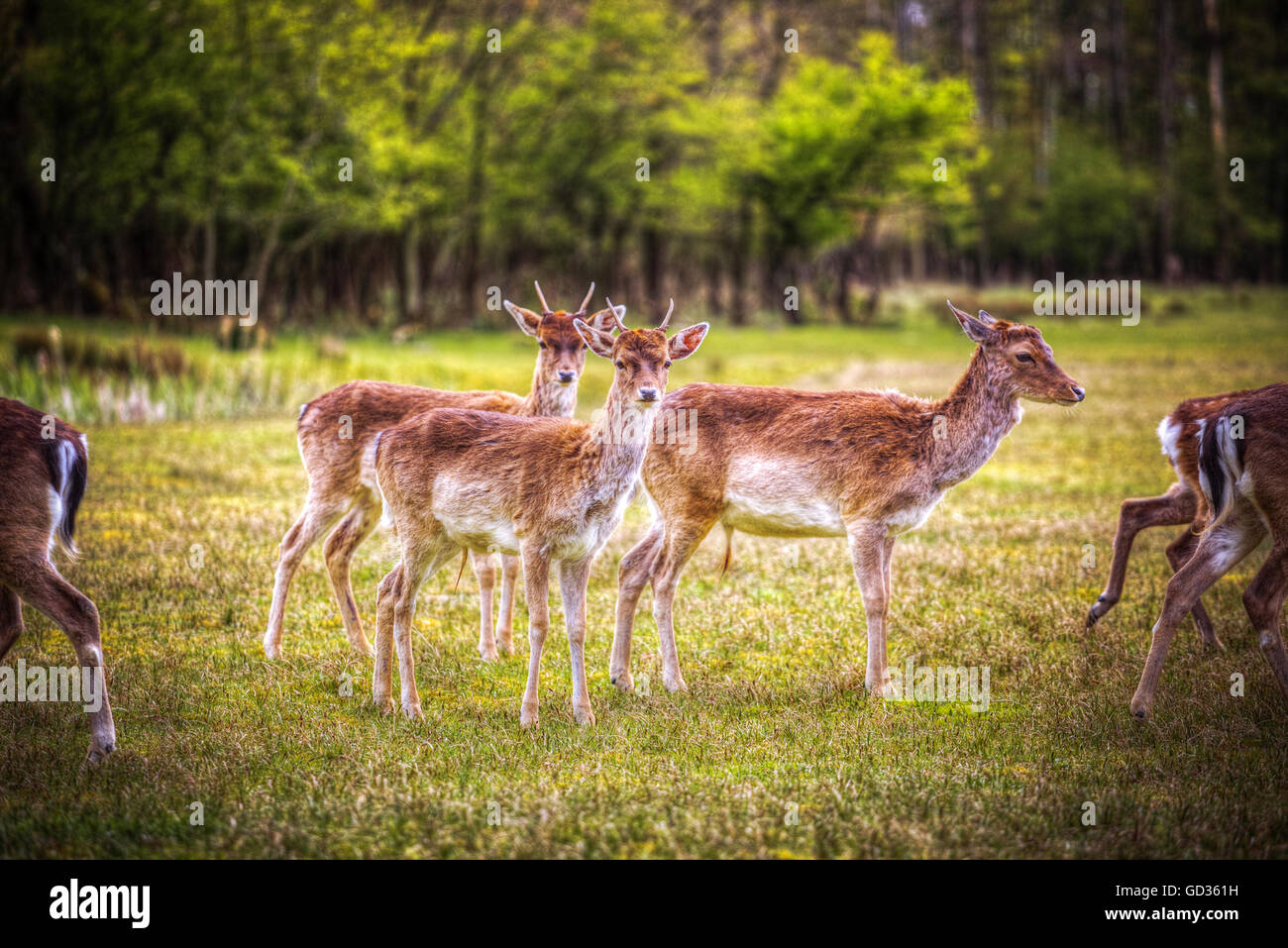 Grupo celo el ciervo rojo en el Veluwe, Países Bajos Foto de stock