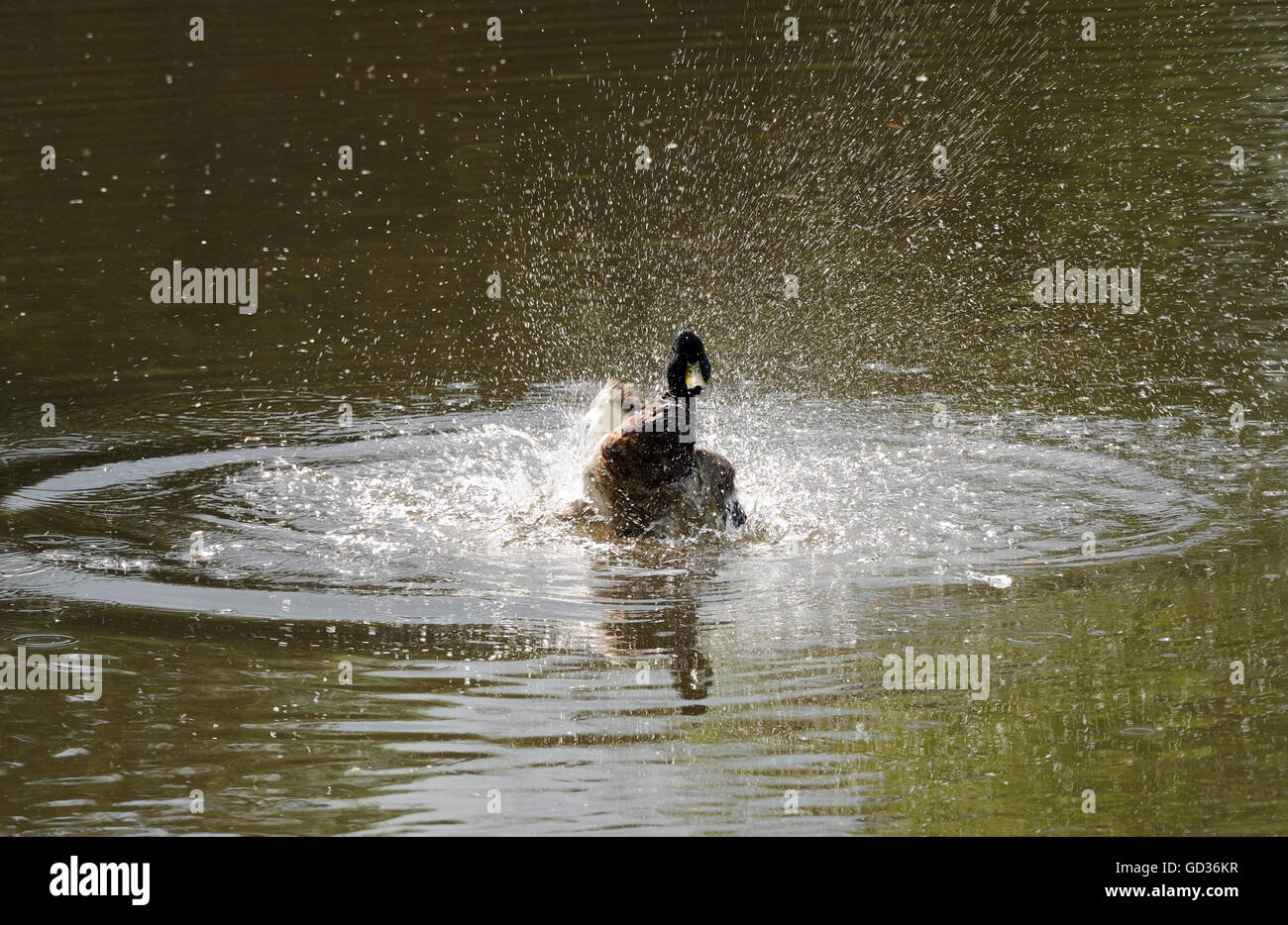 Un macho de ánade real (Anas platyrhynchos) pato baña con grandes salpicaduras. Lamberhurst, Kent, UK. Foto de stock