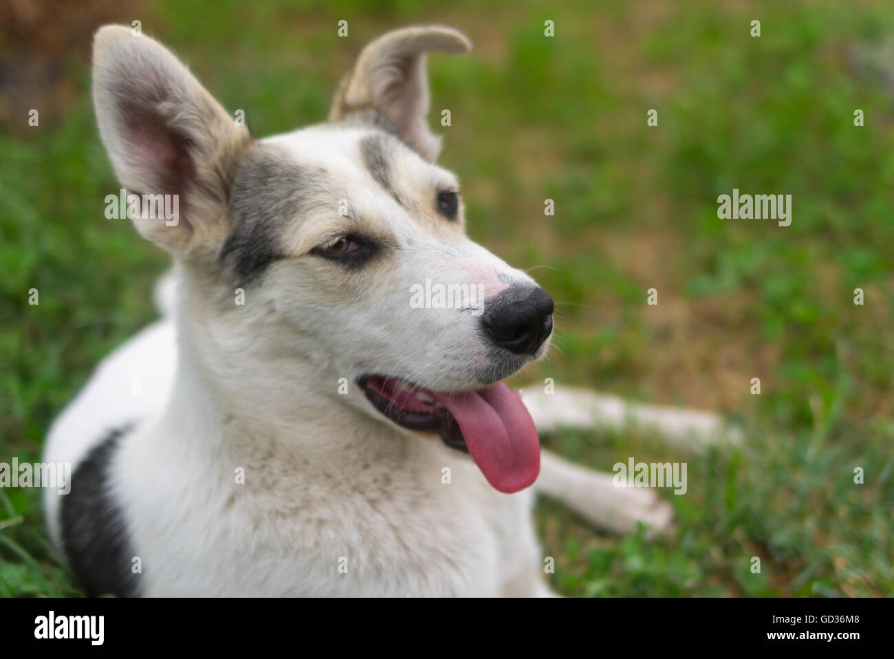 Retrato al aire libre de raza mixta positiva perro joven tumbado en la hierba de verano Foto de stock