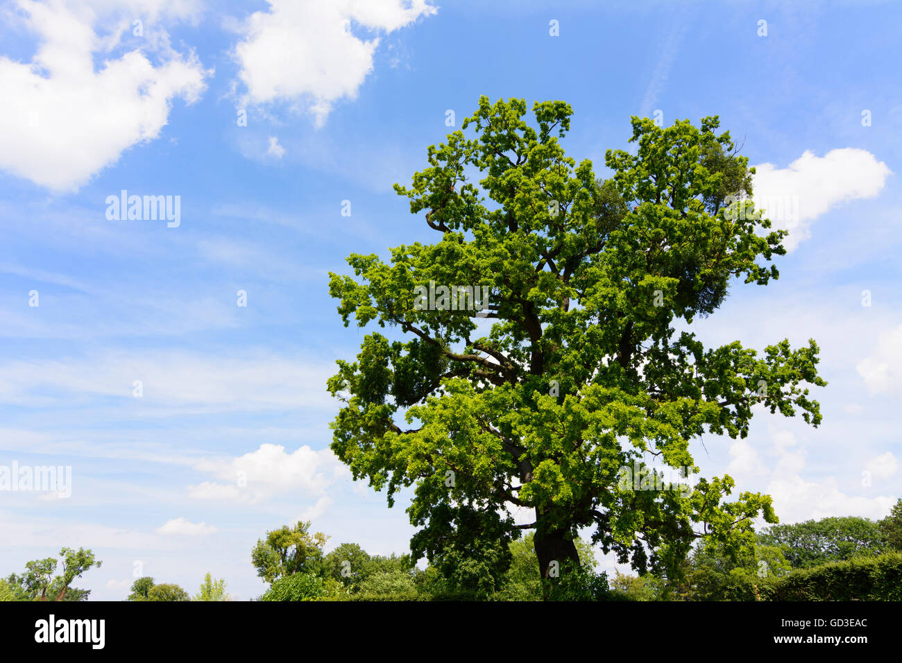 English encino ( Quercus robur ), Austria, Niederösterreich, Baja Austria Foto de stock