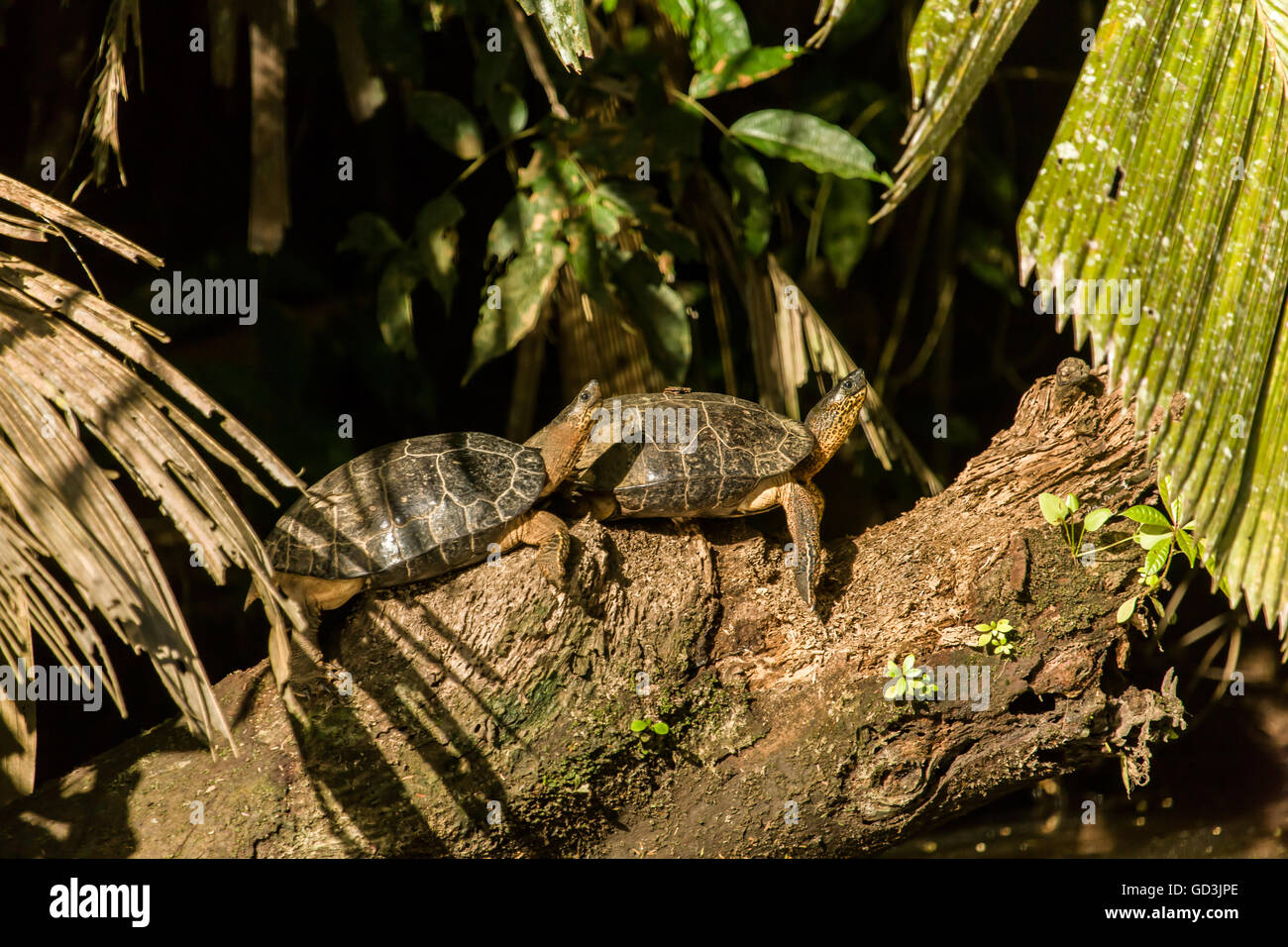 Tortugas de Río Negro (Rhinoclemmys funerea) tomando sol en un tronco junto al río en el Parque Nacional de Tortuguero, Costa Rica Foto de stock
