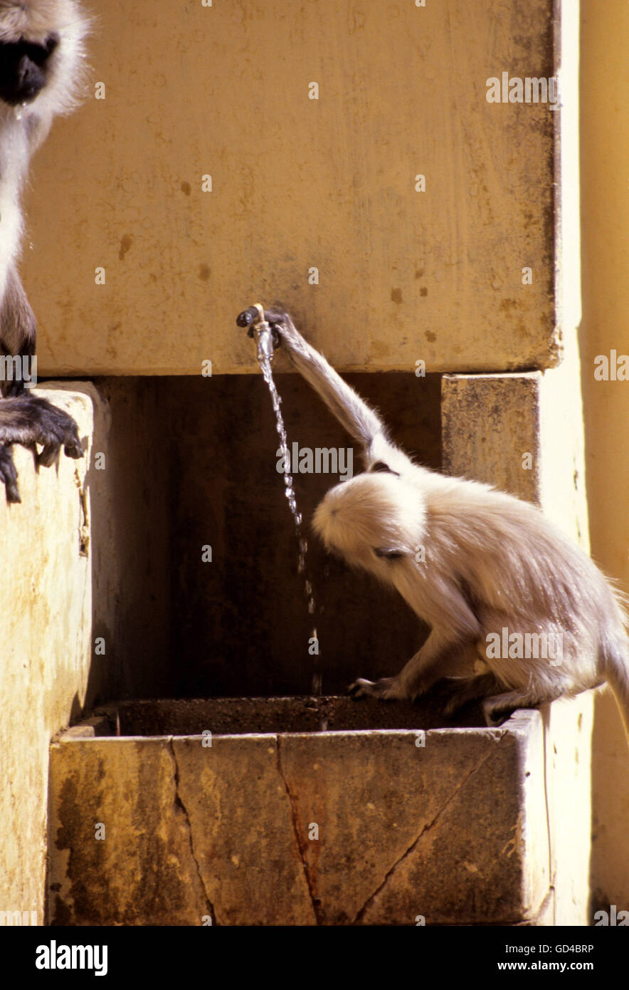 Mono de agua potable Foto de stock