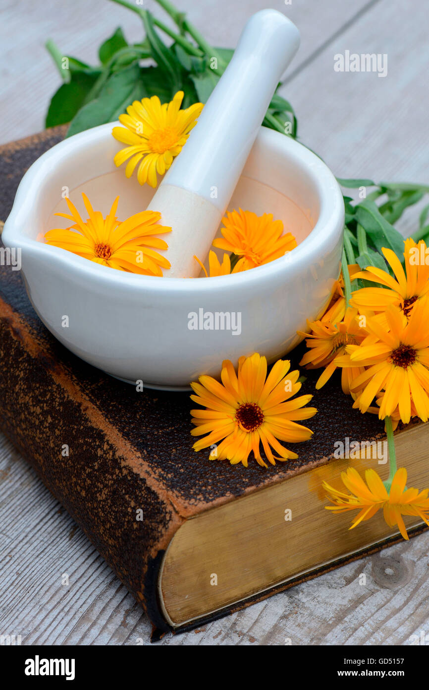 Caléndula comunes sobre el libro antiguo, Calendula officinalis Foto de stock