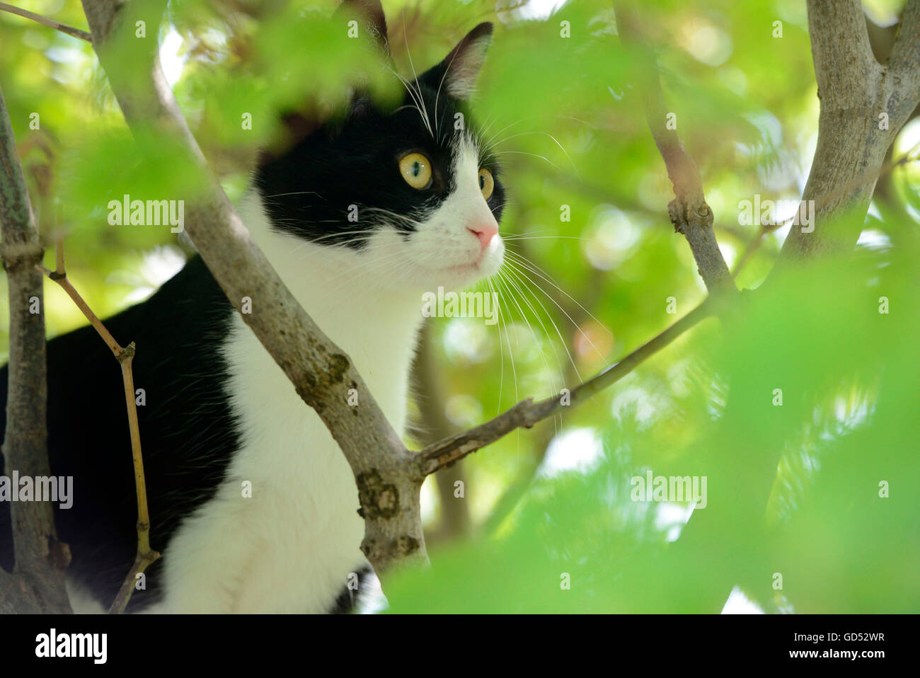Gatito gato doméstico, la escalada en el árbol Foto de stock
