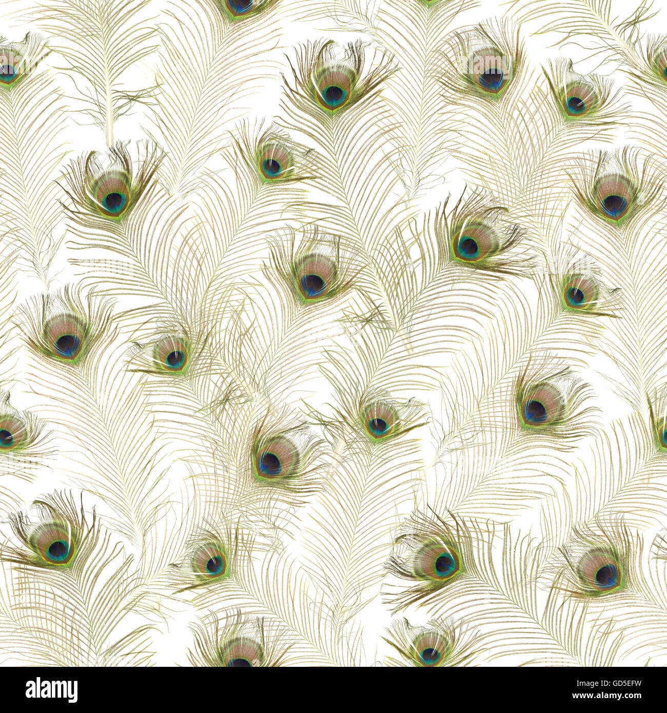 Plumas de pavo real blanco fotografías e imágenes de alta resolución - Alamy