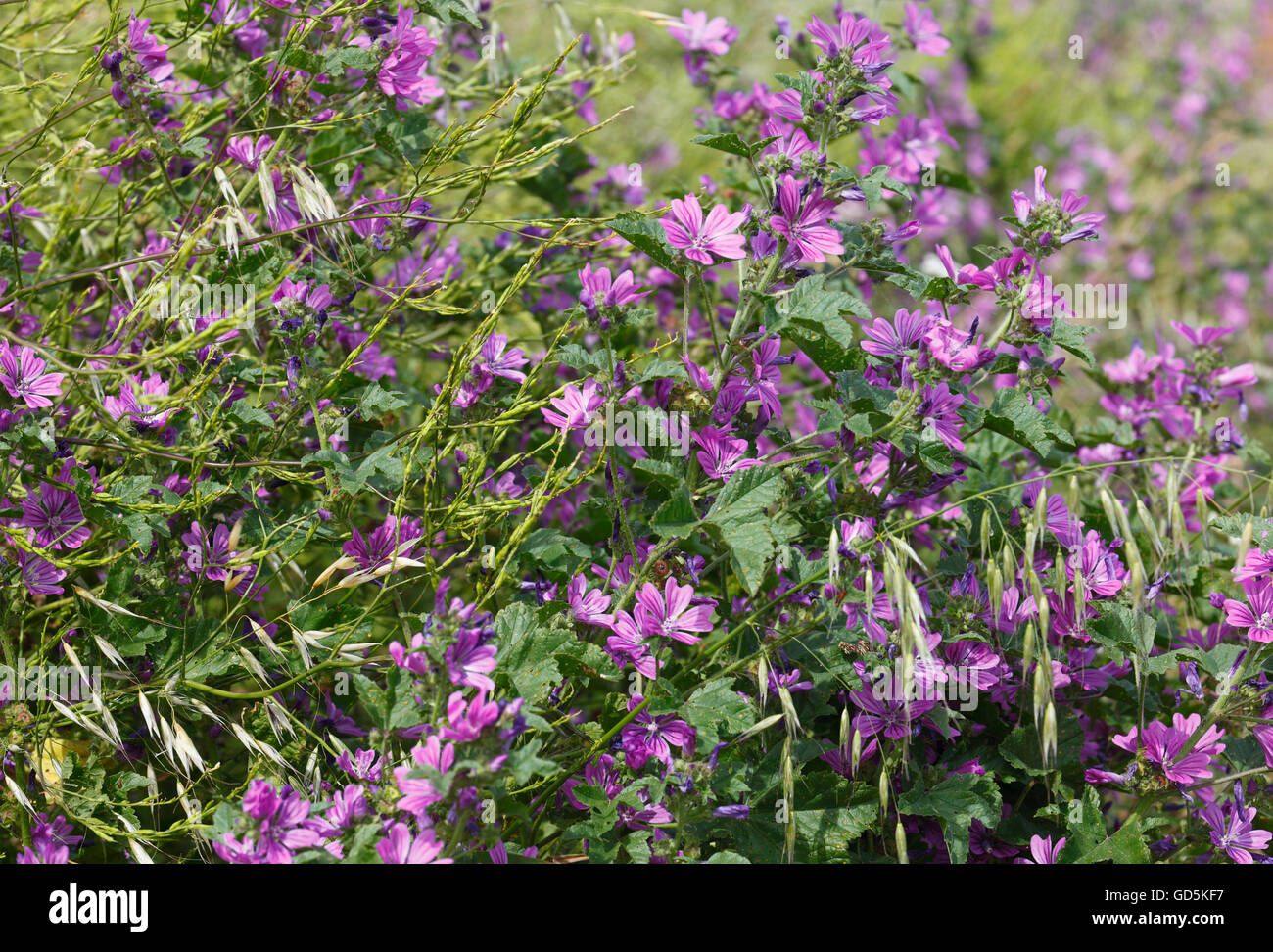 Malva Malva sylvestris, planta en flor. Foto de stock
