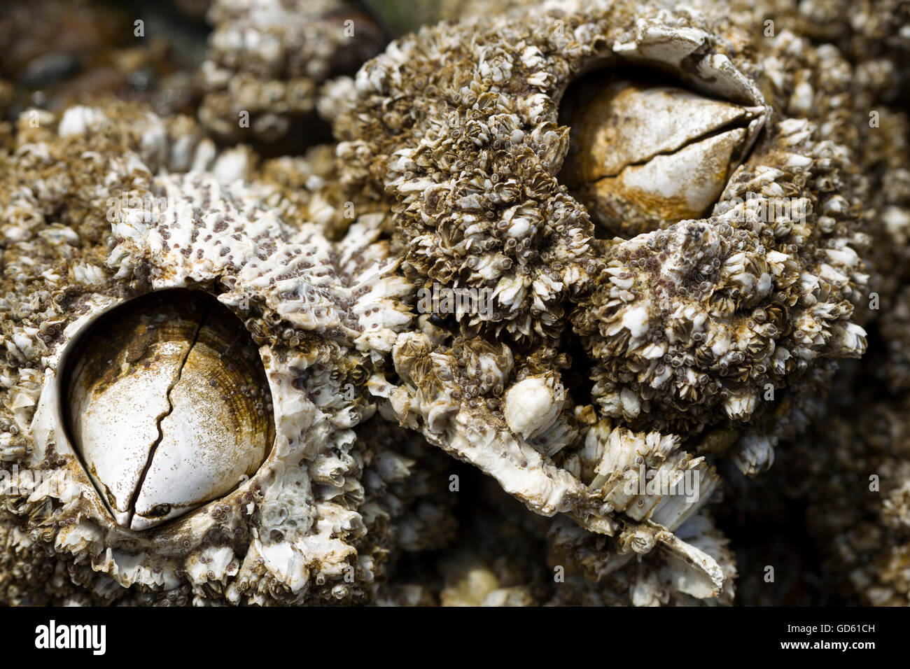 Cerca de los percebes. Foto de stock
