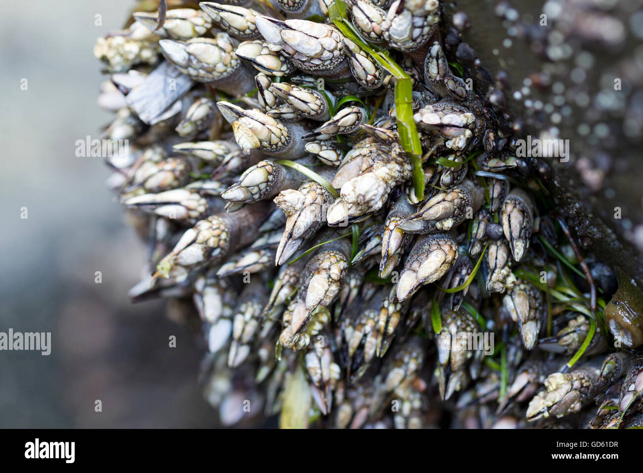 Cluster de percebes sobre una roca. Foto de stock
