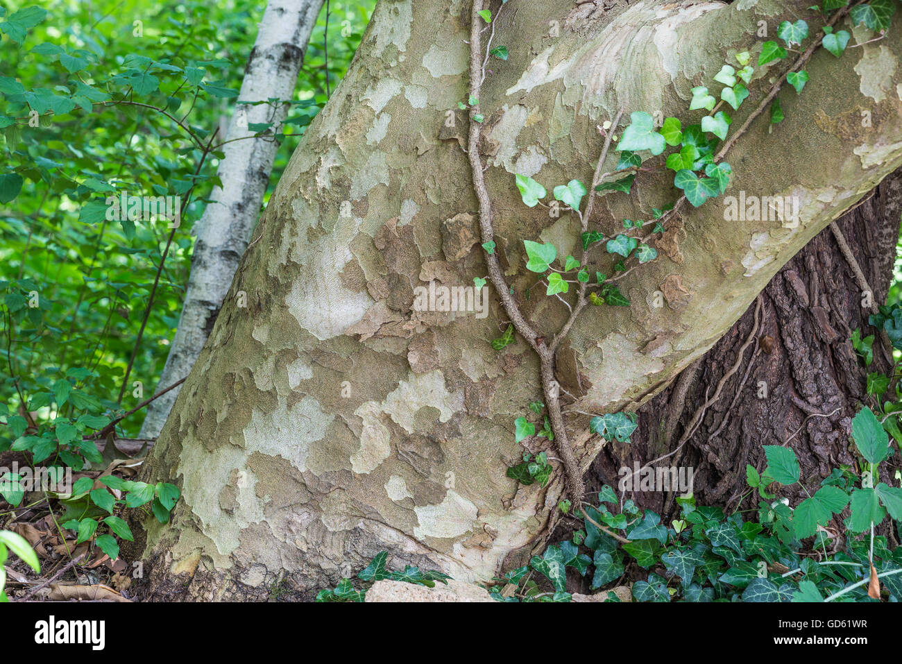 Corteza de Platanus hybrida también dijo Platanus acerifolia Foto de stock