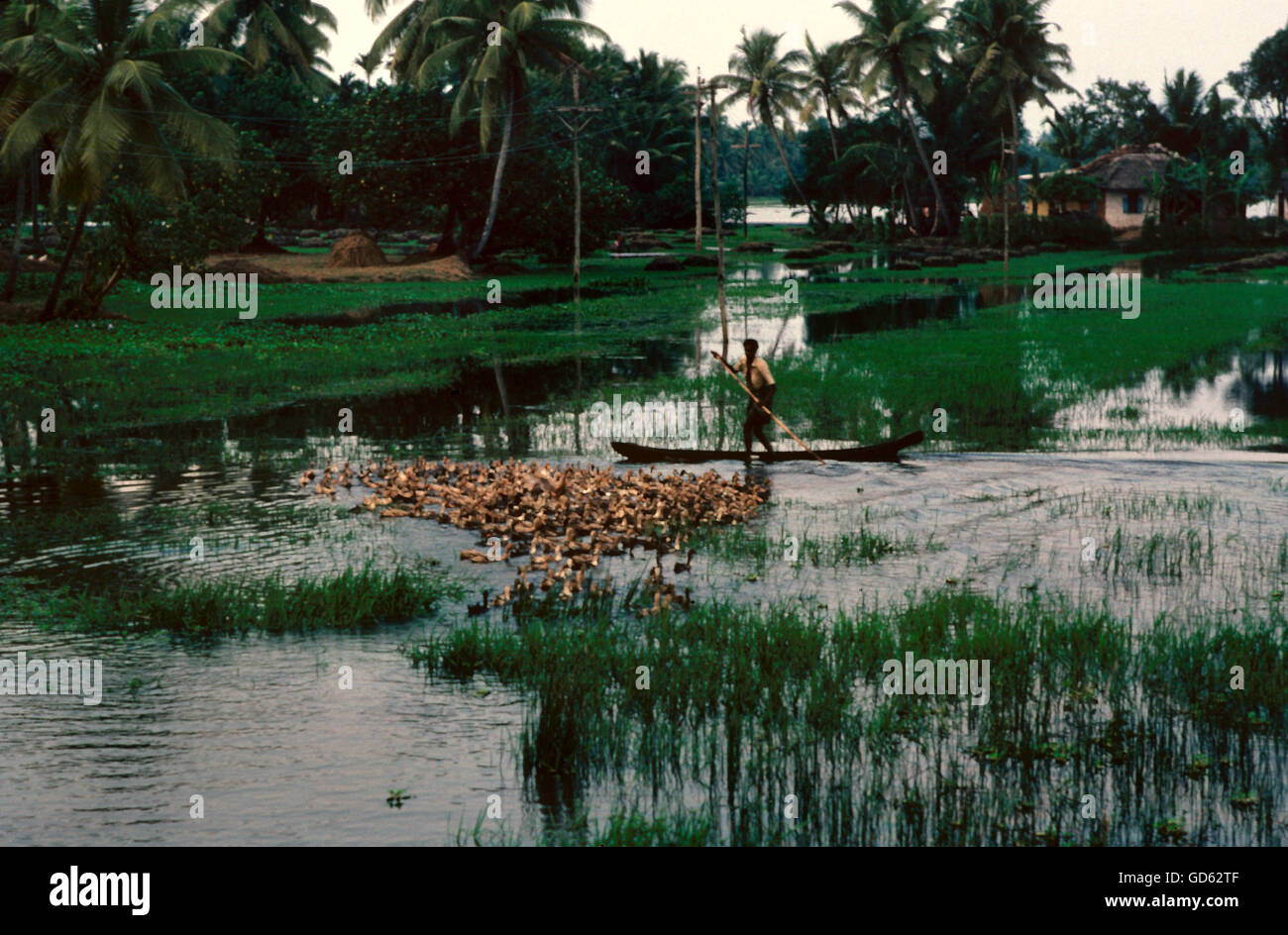 Hombre remando a través de campos de arroz Foto de stock