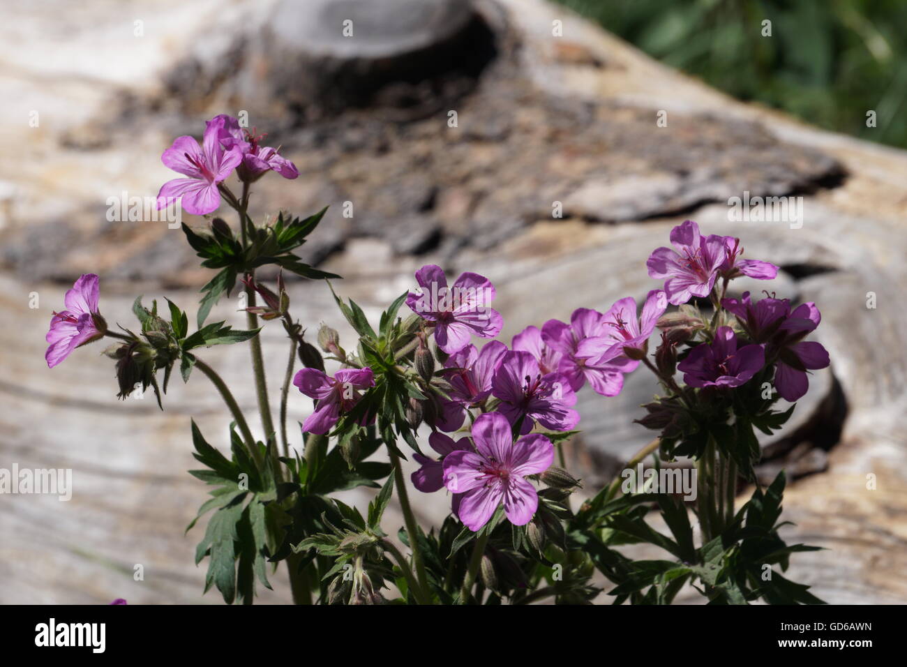 Pegajoso wildflower geranio (Geranium viscosissimum), el Parque Nacional de Yellowstone Foto de stock