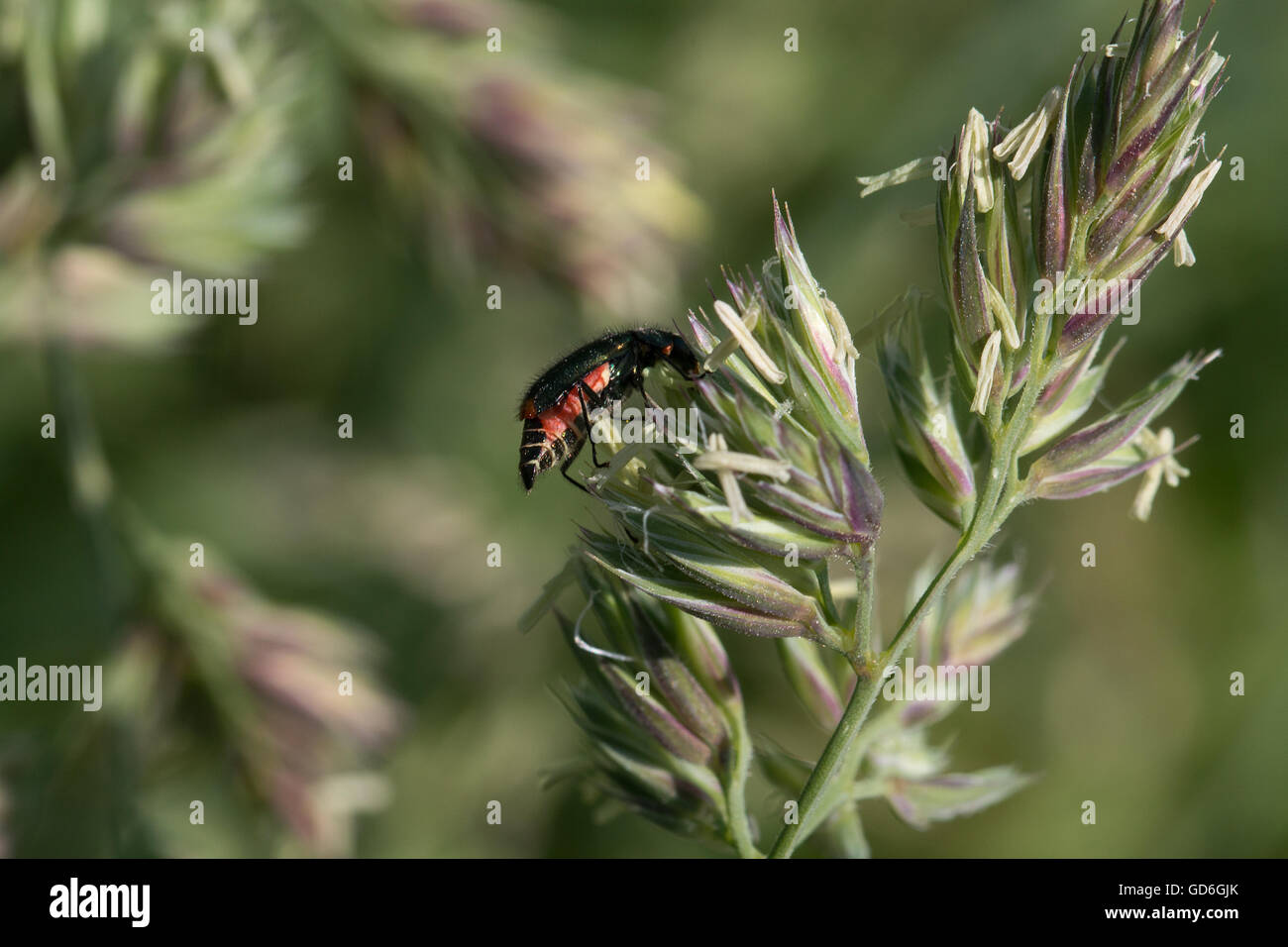 Käfer un einer Pflanze im Frühling escarabajo sobre una planta en primavera Foto de stock