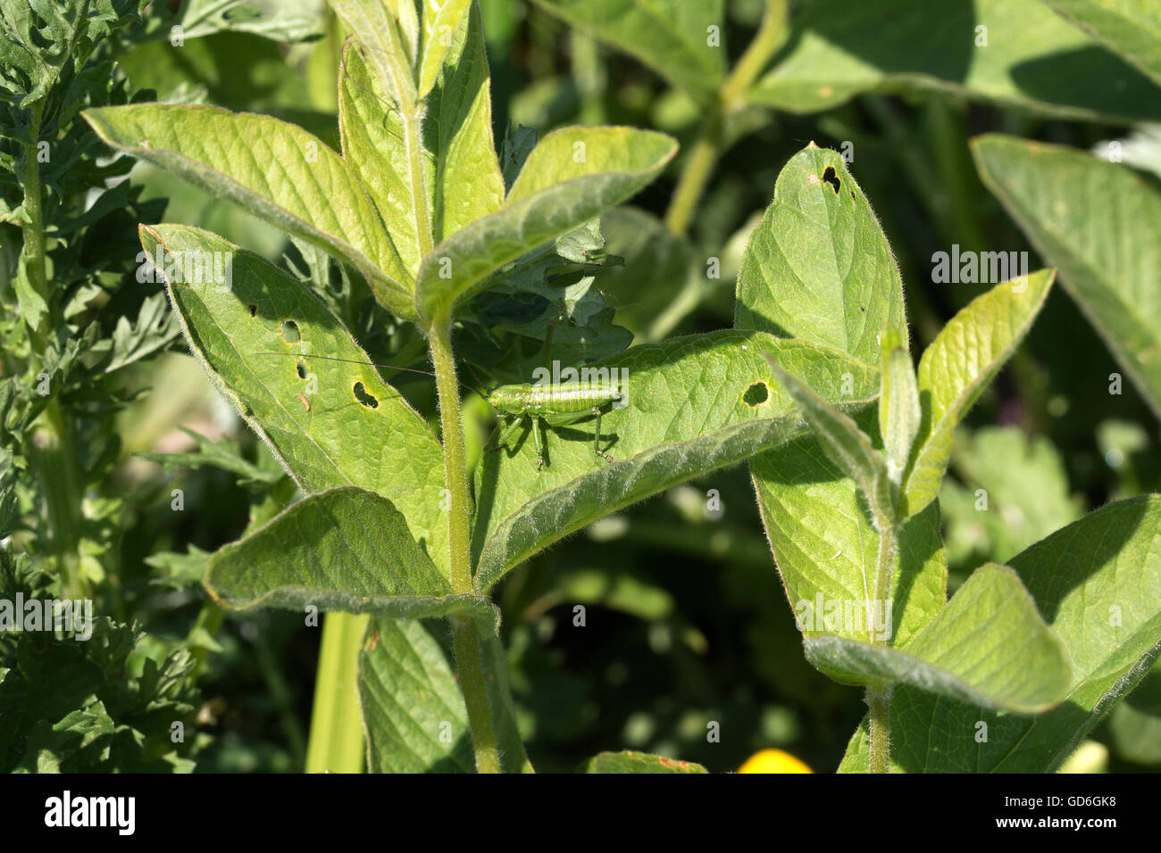 Punktierte Zartschrecke auf einen Pflanzenblatt moteado de cricket de Bush en una hoja de planta Foto de stock
