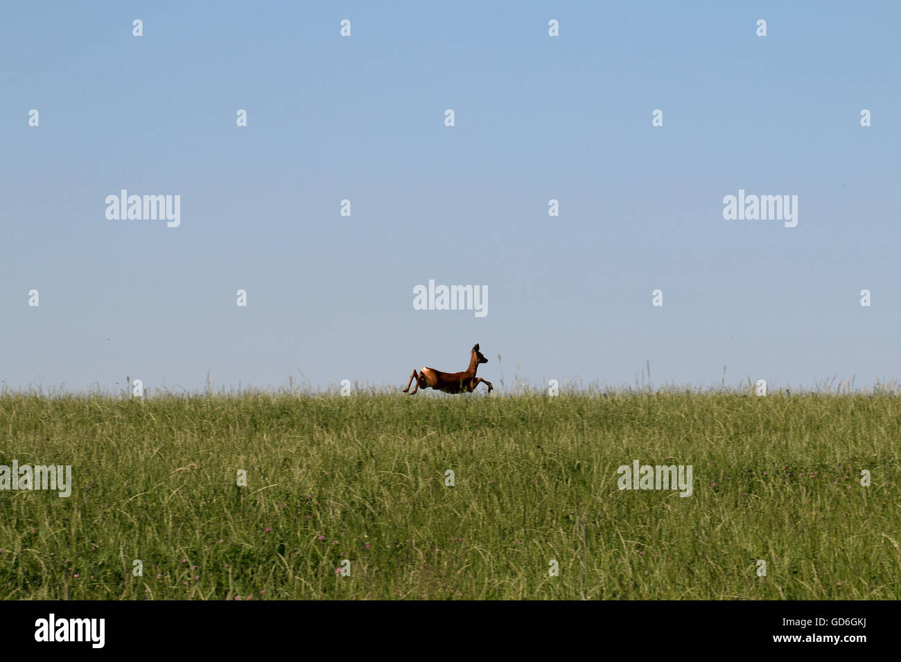 Reh springt über eine Wiese Ciervo saltando por un prado Foto de stock