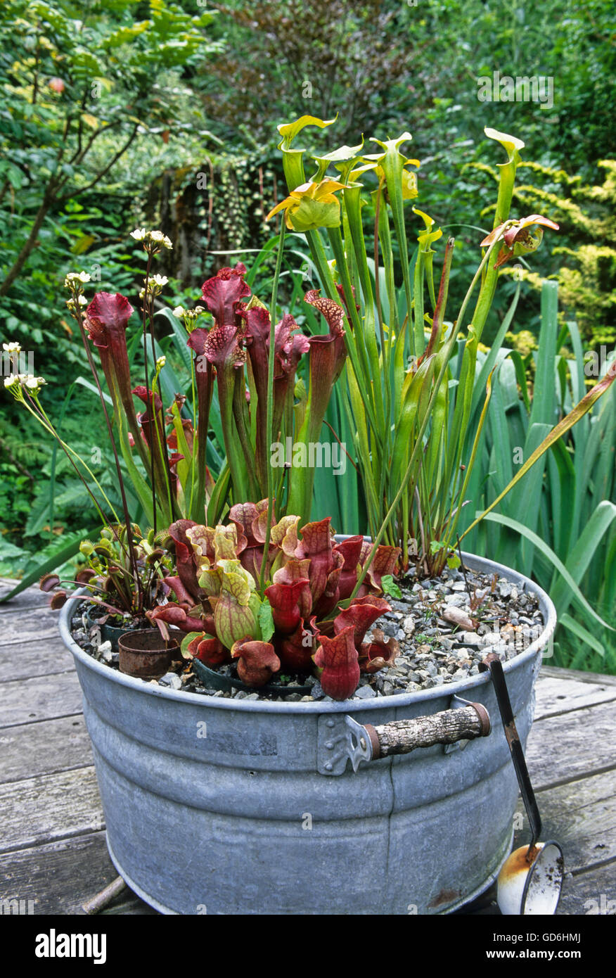 Sarracenia, flava, pupurea, plantas en lavar la tina Foto de stock