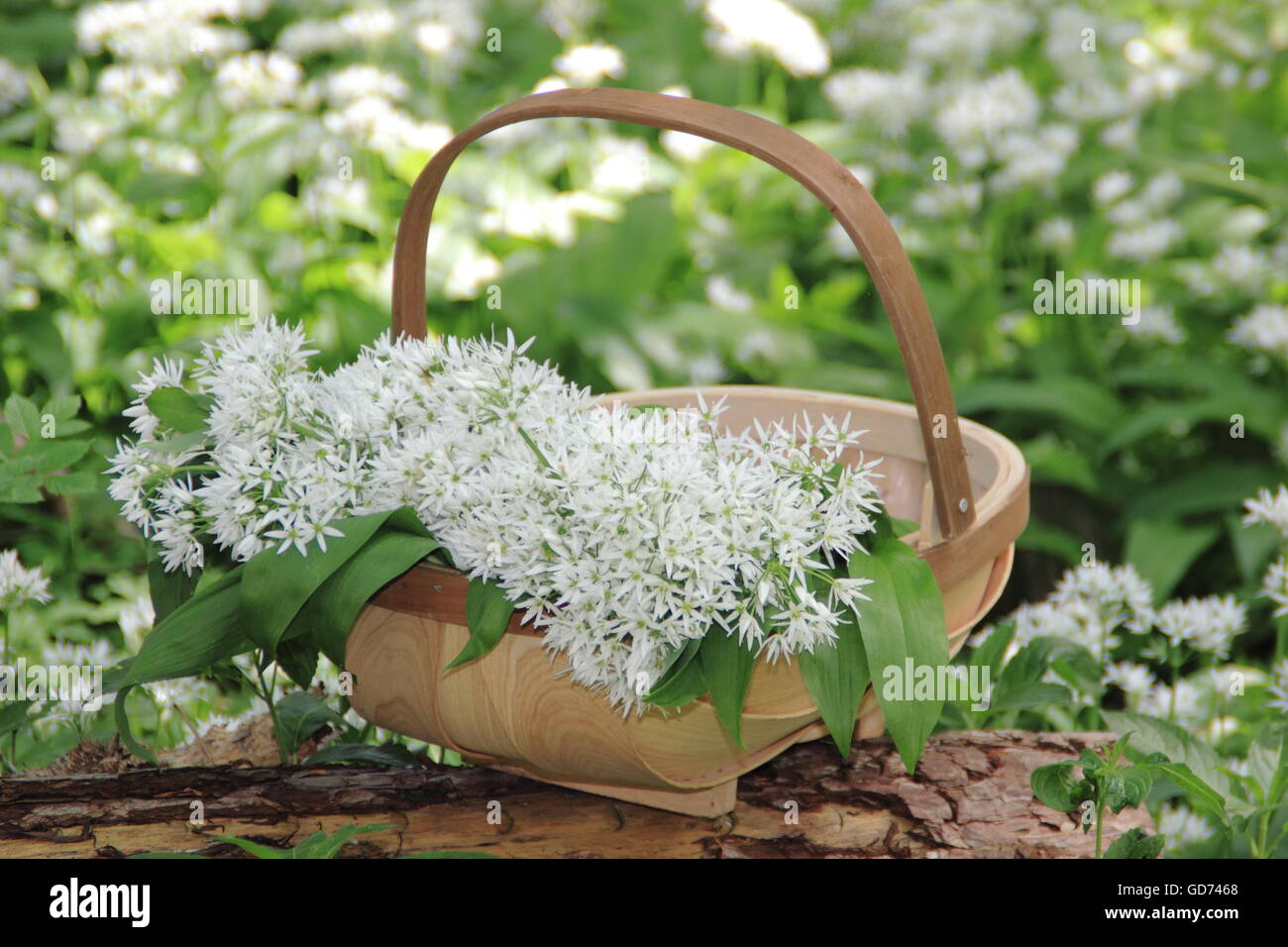 Reino del ajo fotografías e imágenes de alta resolución Alamy
