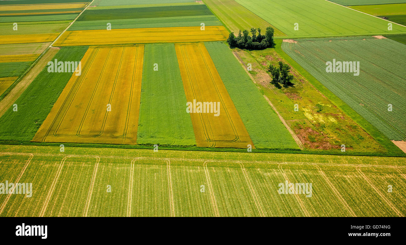 Vista aérea, campos de la llanura del Rin, la agricultura, los campos amarillos, campos de grano Weilerswist, Renania, Foto de stock