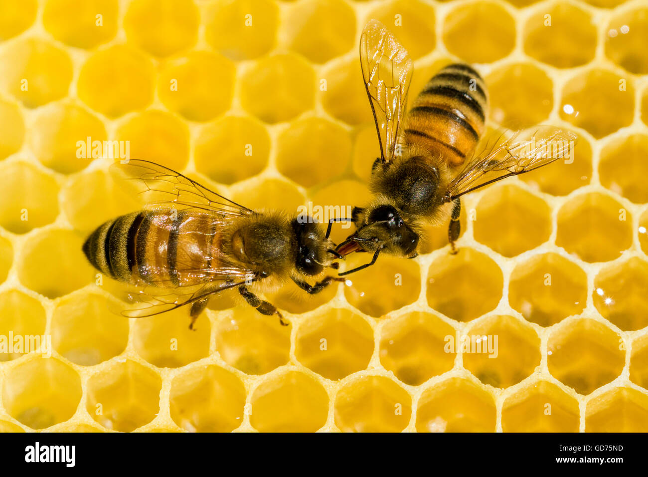 Dos Carniolan las abejas (Apis mellifera Carnica) en un panal de miel, Sajonia, Alemania Foto de stock