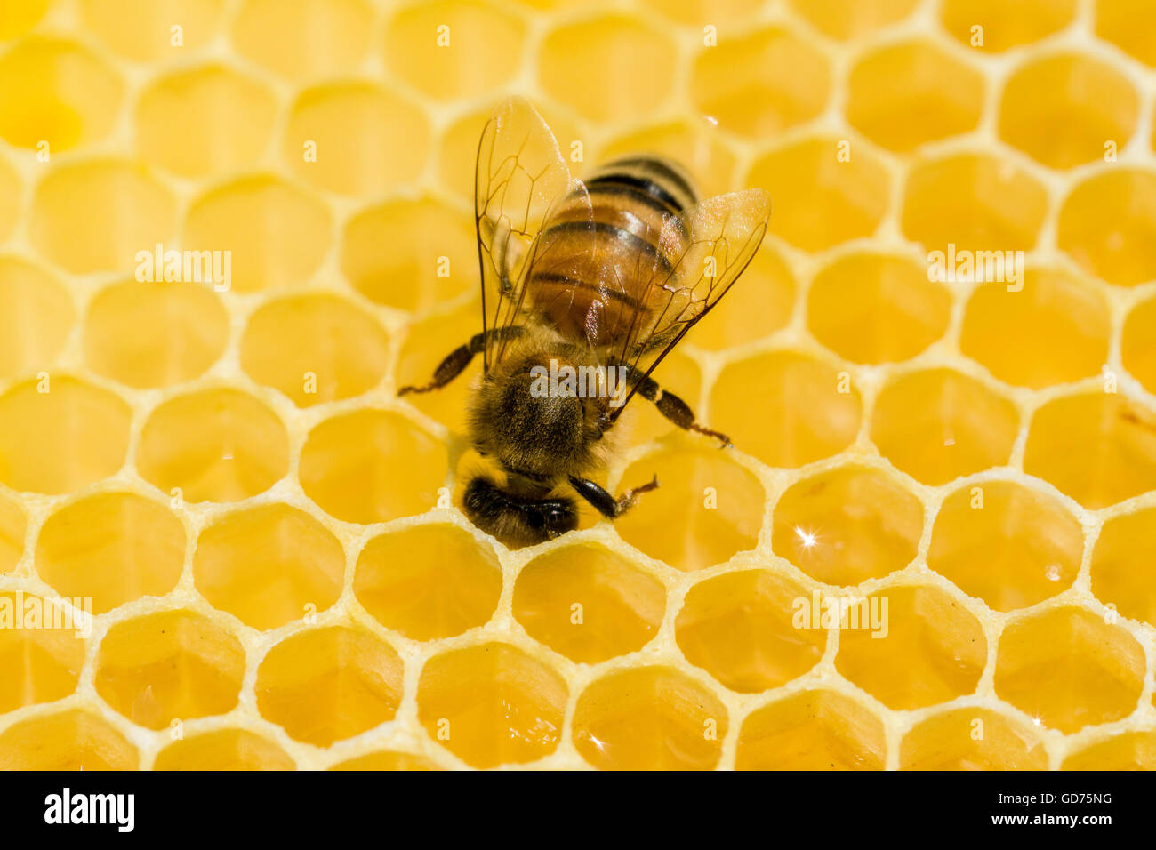 Un Carniolan de abejas (Apis mellifera Carnica) actúa en un panal de miel, Sajonia, Alemania Foto de stock