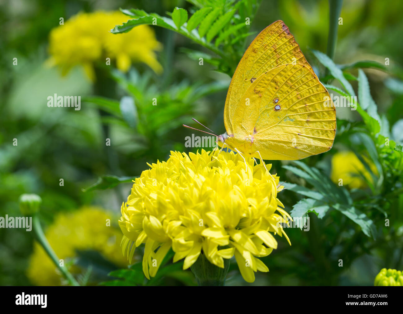Mariposas coloridas posado sobre una flor para comer. Foto de stock