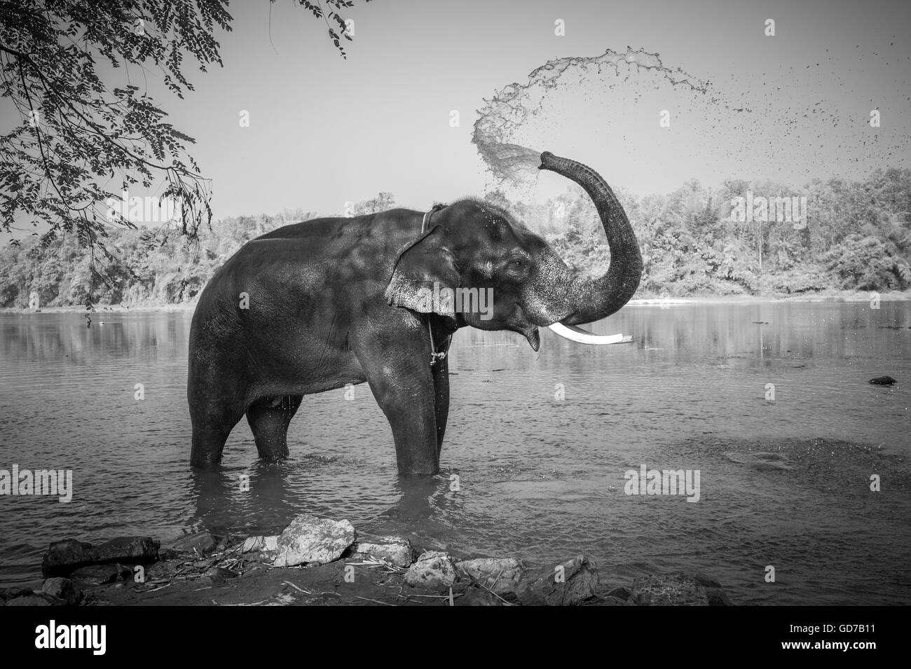 Imagen en blanco y negro de elefantes bañándose, Kerala, India Foto de stock