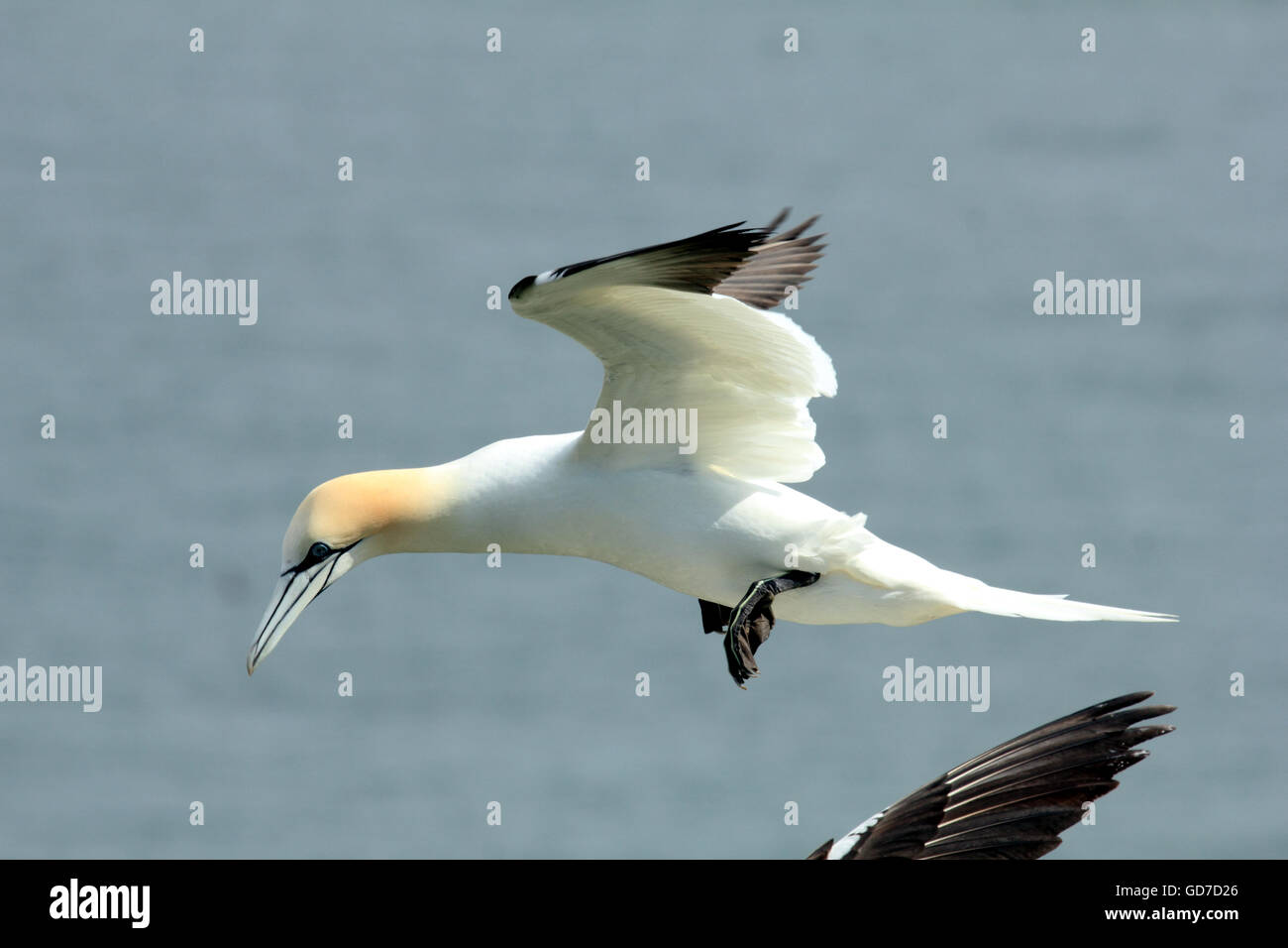 Gannett Morus bassanus un buceo mar de las aves que se encuentran en acantilados costeros Foto de stock