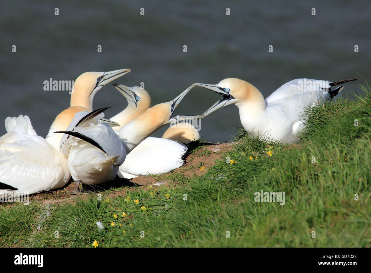 Gannett Morus bassanus un buceo mar de las aves que se encuentran en acantilados costeros Foto de stock