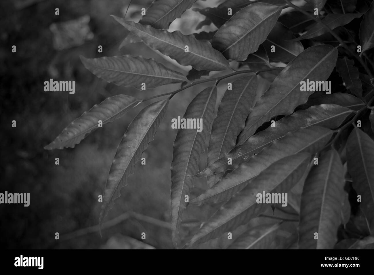 Hojas en blanco y negro Fotografía de stock Alamy