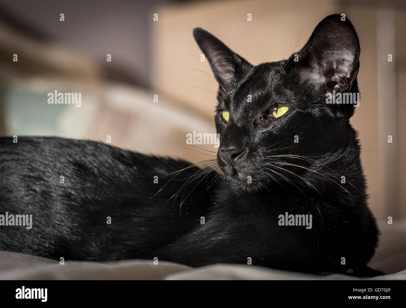 Bello retrato de un negro gato oriental Fotografía de stock - Alamy
