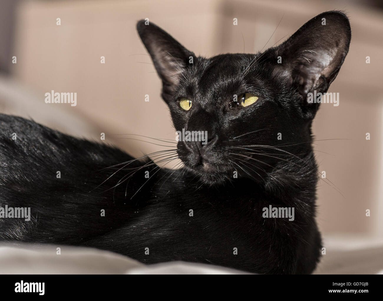 Gato oriental negro fotografías e imágenes de alta resolución - Alamy