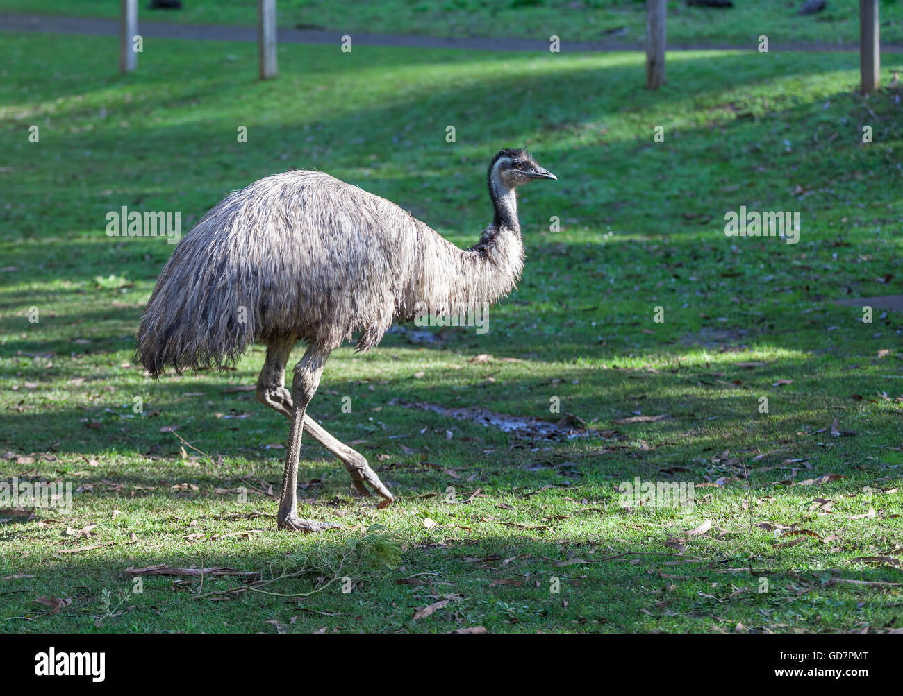 Emu australianos nativos ave no voladora vertical Foto de stock