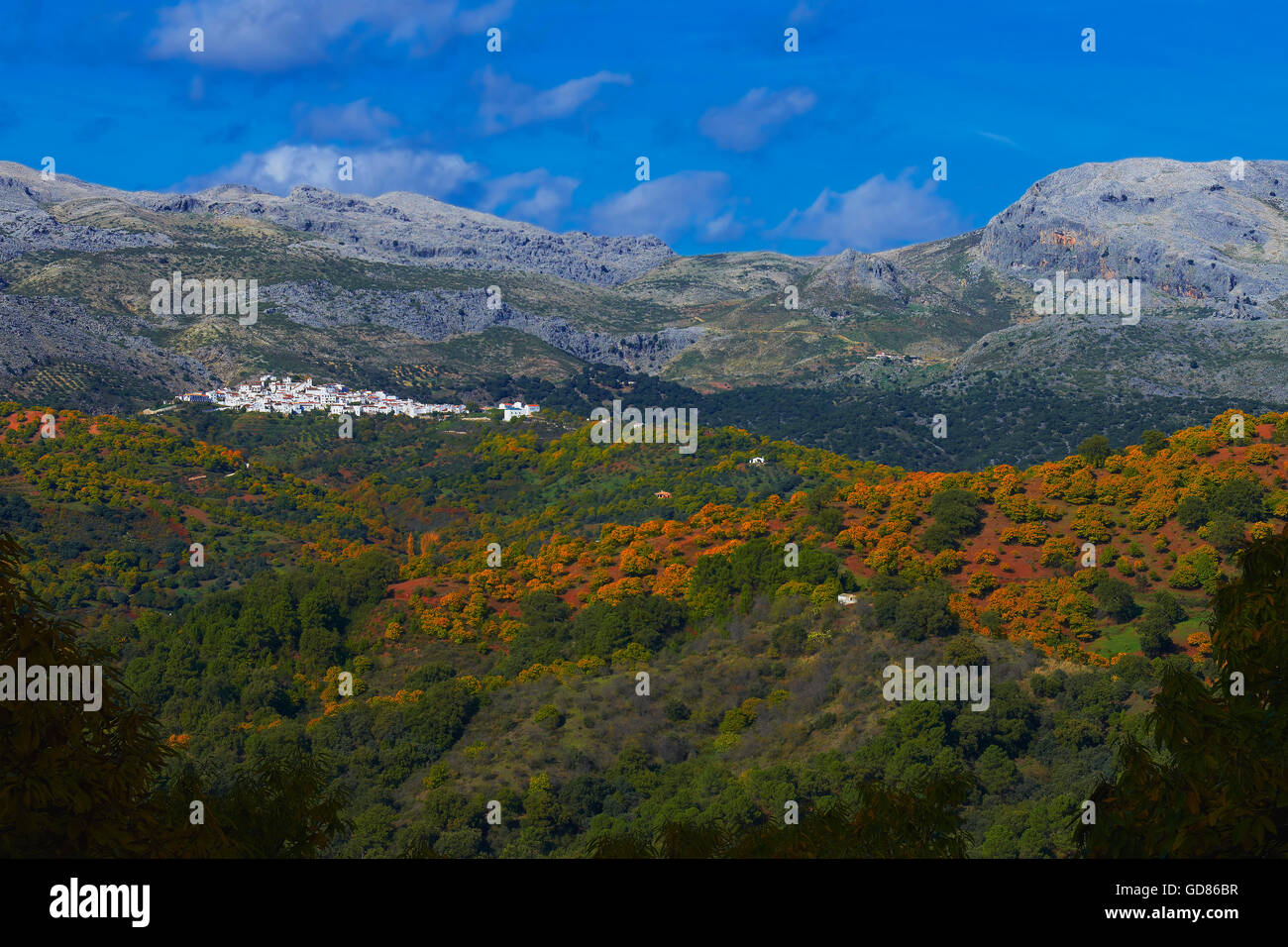 Valle del Genal, bosque de castaños (Castanea sativa), el otoño, el