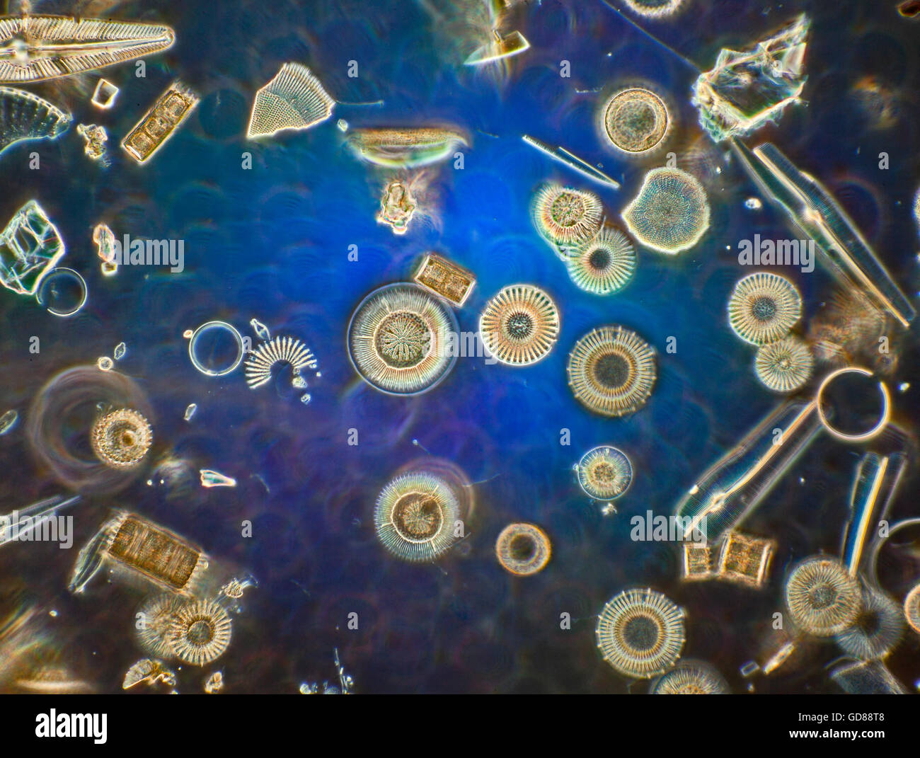 Las diatomeas, darkfield microfotografía, Chemult Oregón EE.UU. Foto de stock