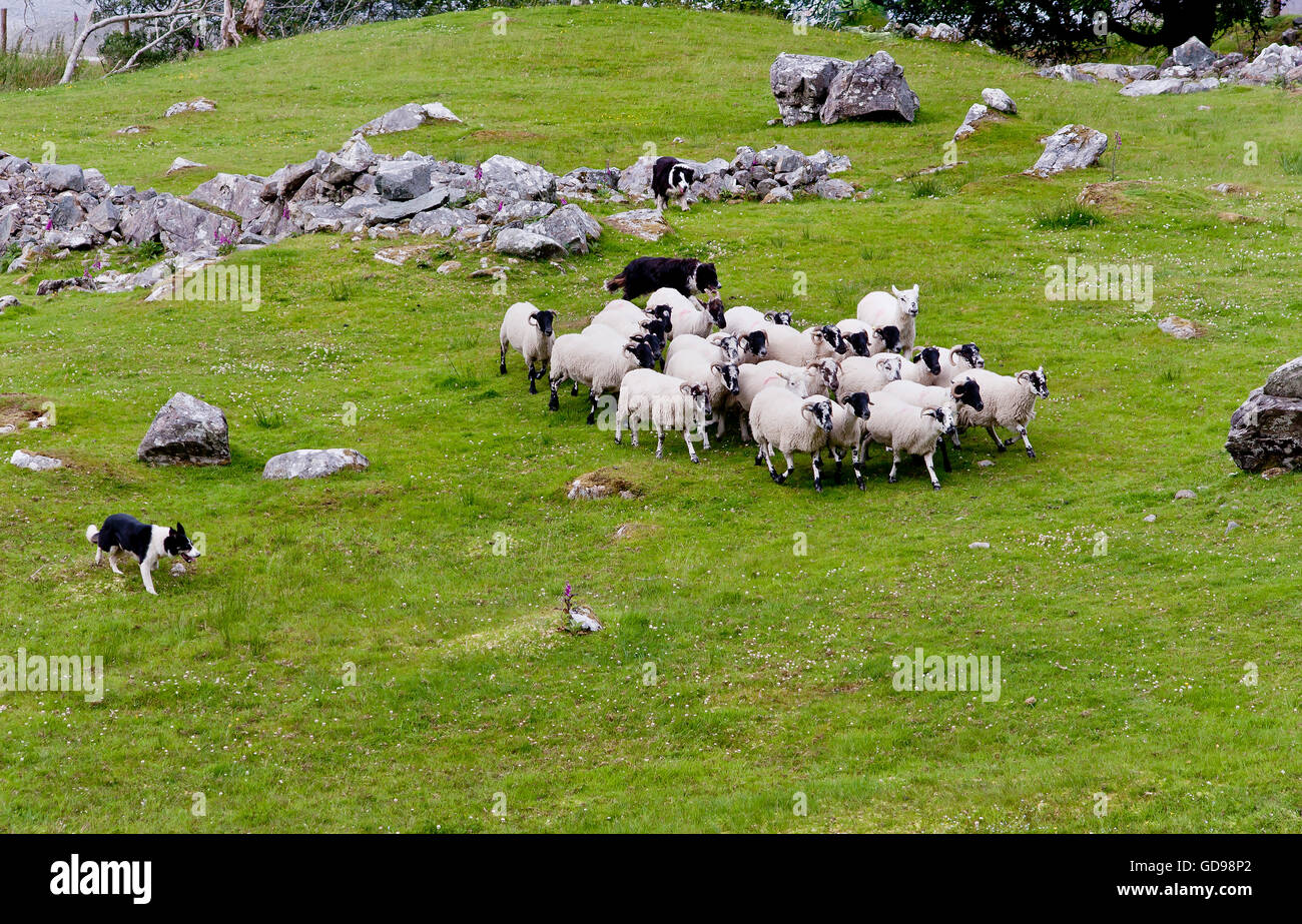 Demostración de pastora para turistas en Molls Gap, cerca de Killarney, condado de Kerry, Irlanda Foto de stock