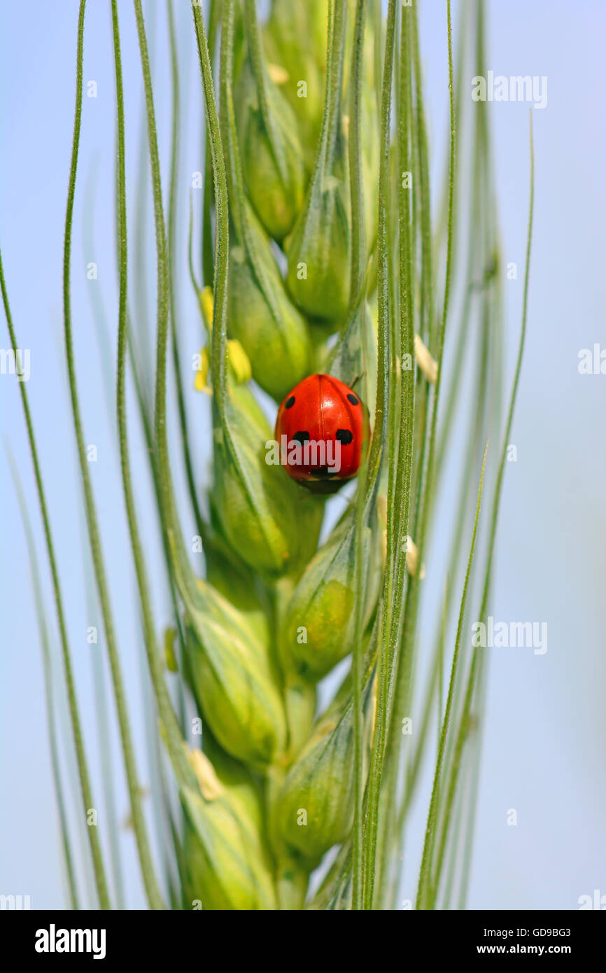 Ladybug patrullando el trigo Foto de stock