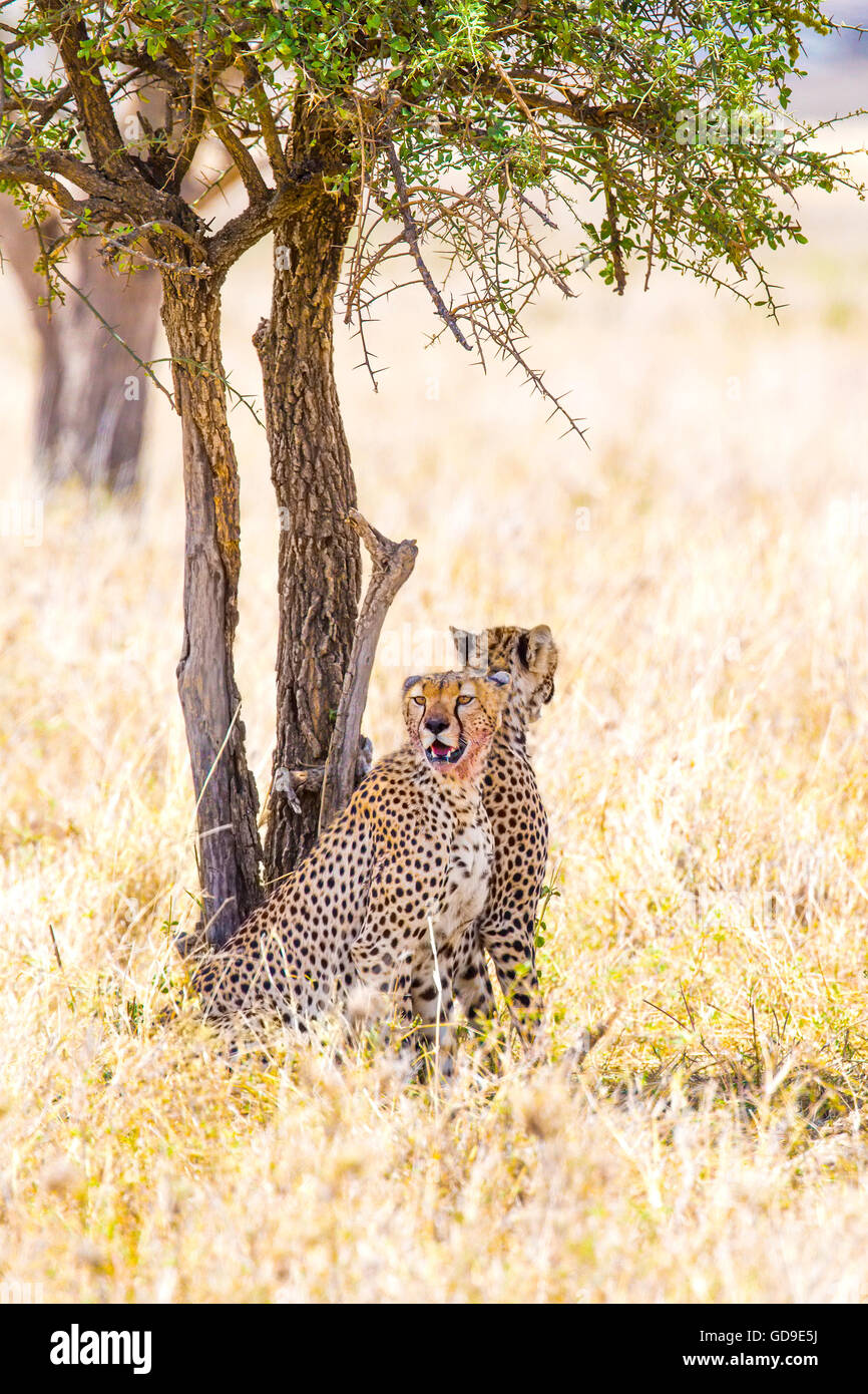 Dos guepardos descansa bajo el árbol después de la comida en el Serengeti Foto de stock