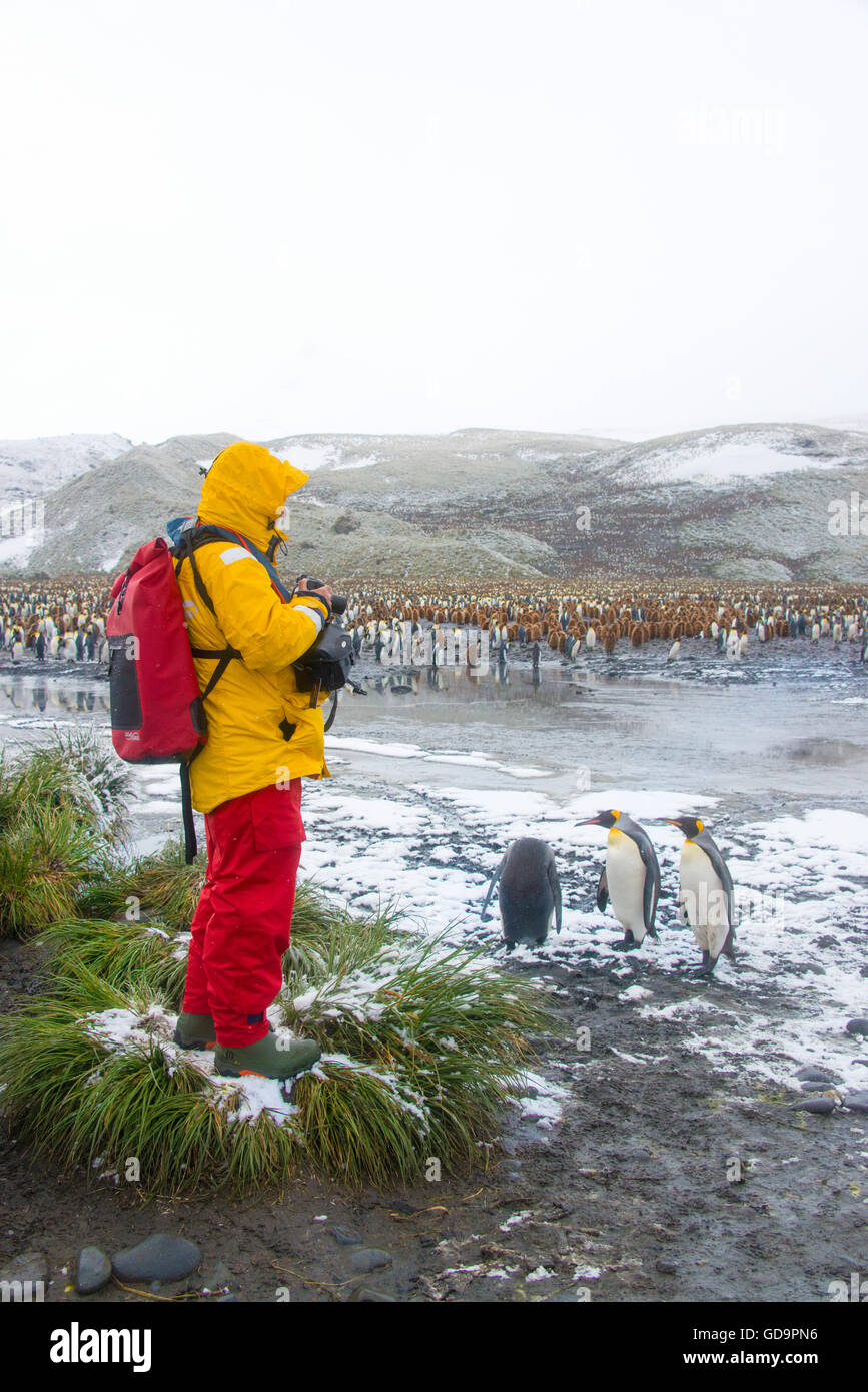 Turista con pingüinos rey en la Isla Georgia del Sur cerca de la Antártida Foto de stock