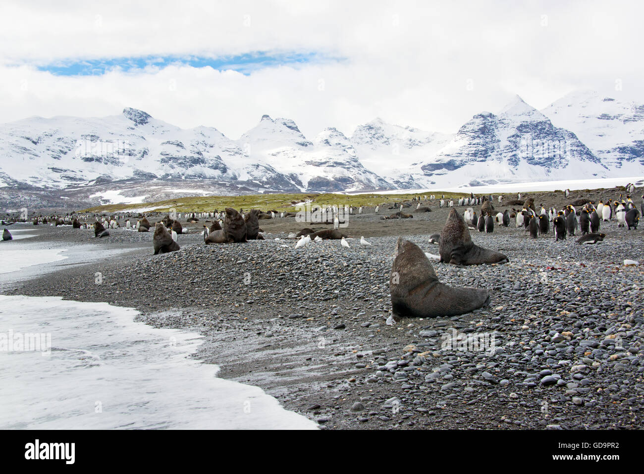 Focas y Pingüinos rey en la Isla Georgia del Sur cerca de la Antártida Foto de stock
