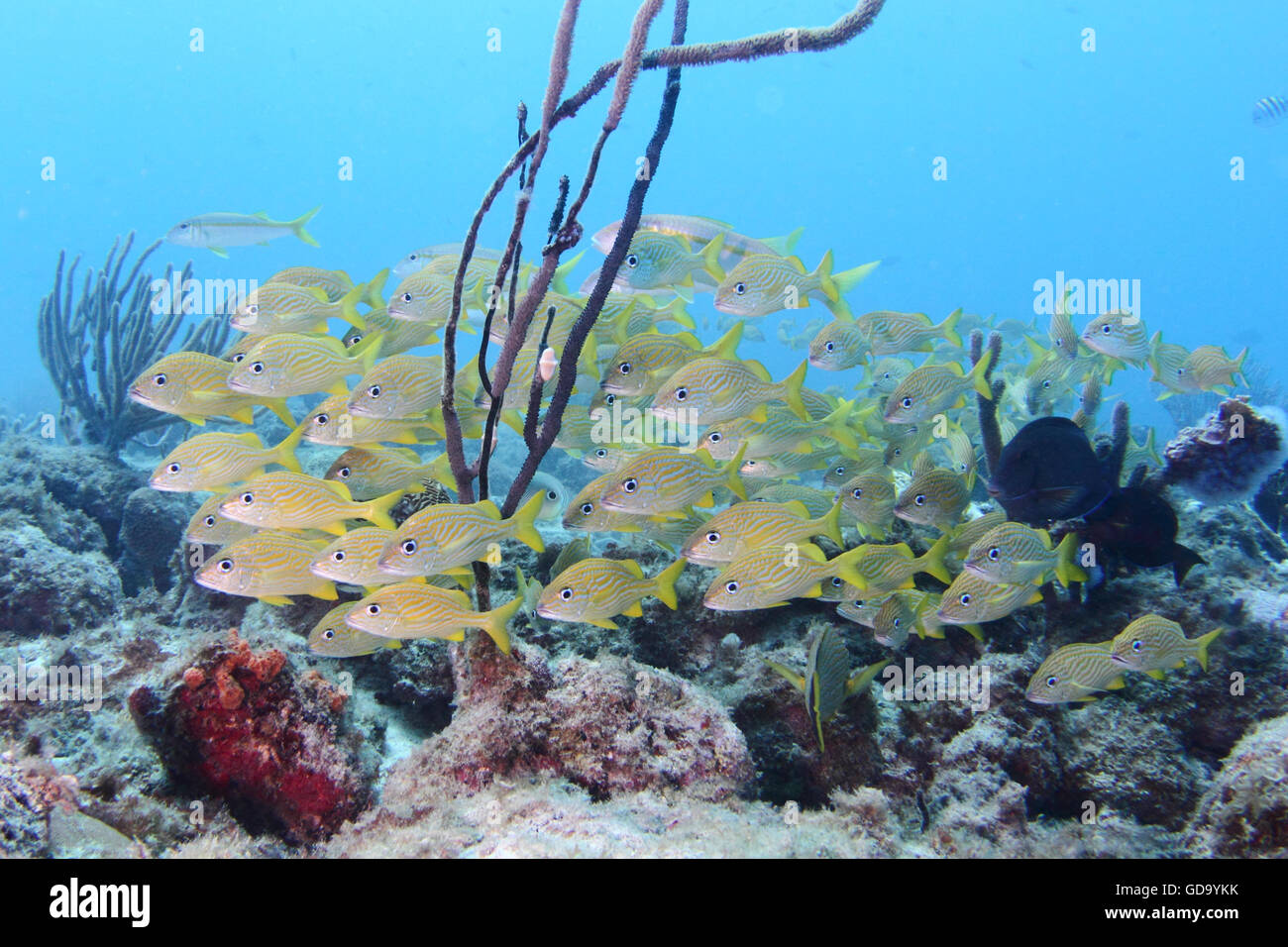 Una escuela de peces en un arrecife tropical / naufragio fuera de la isla caribeña de Aruba. Foto de stock